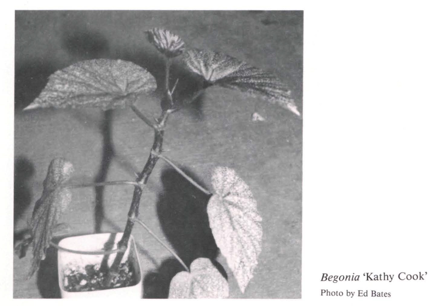 B. ‘Kathy Cook’